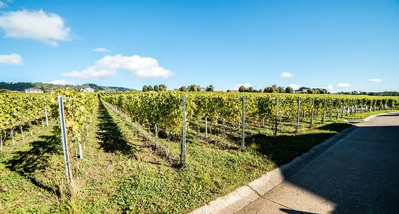 Vigne derrière le Feuillerage